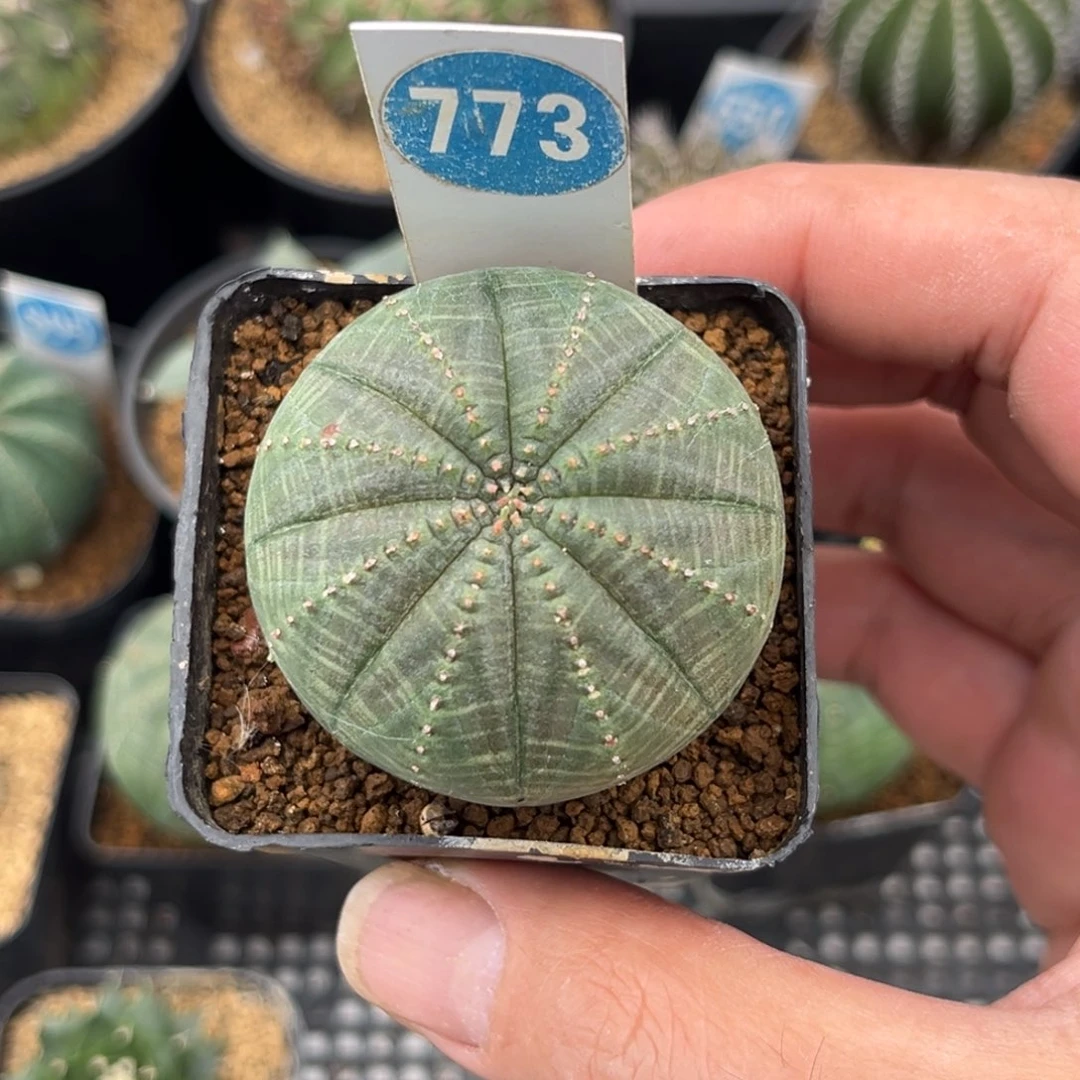 773布纹球带盆带土