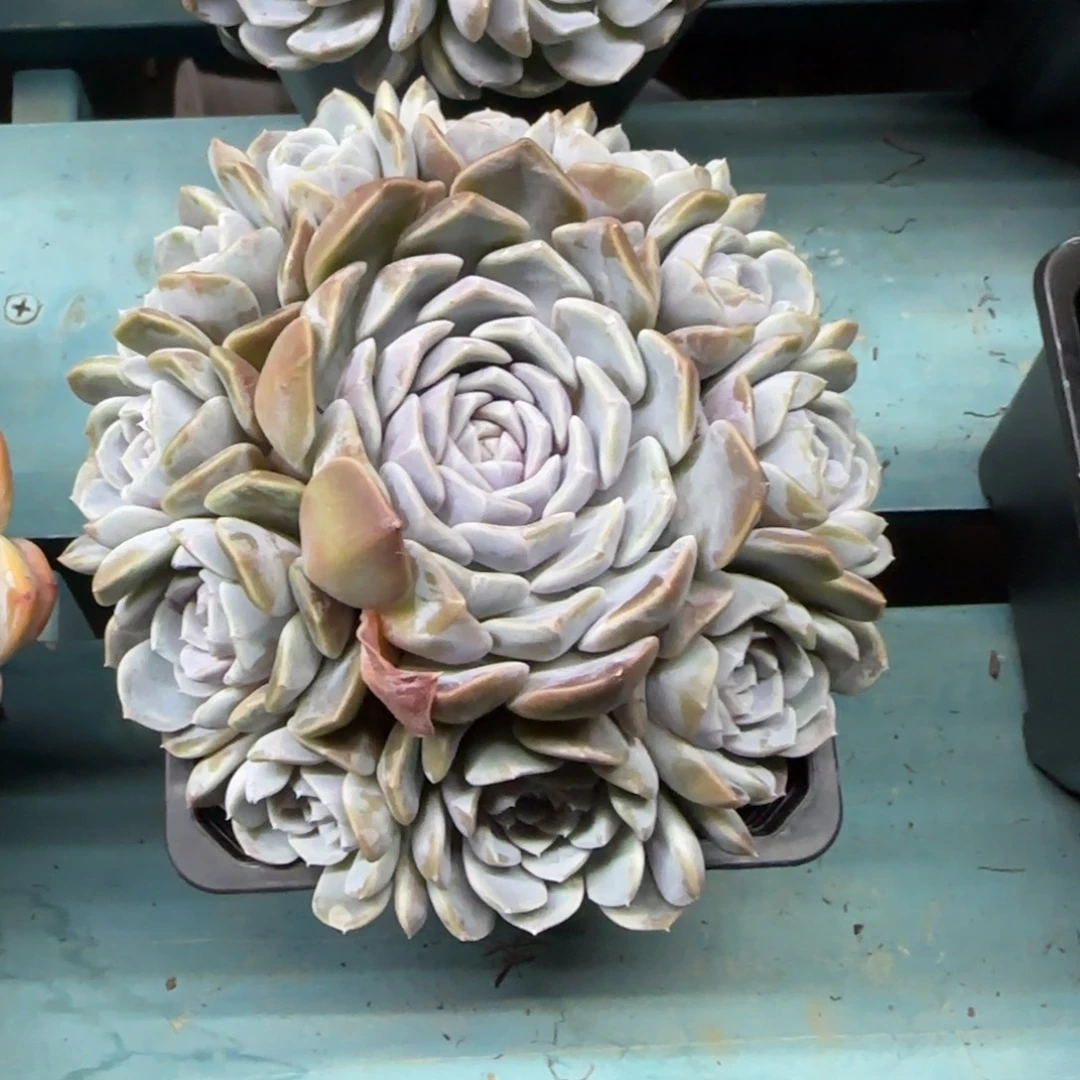 12头汉堡，发货点延迟