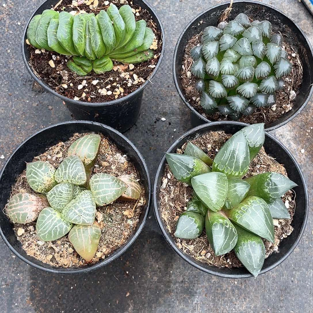 ****⁵四颗玉露带盆发货