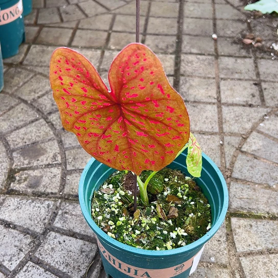 A***I完全开放一物一拍5026