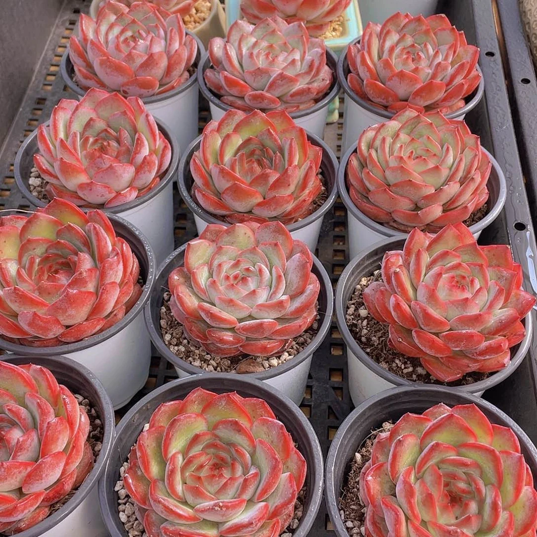 量拍40号 草莓杏仁母本大单头一个