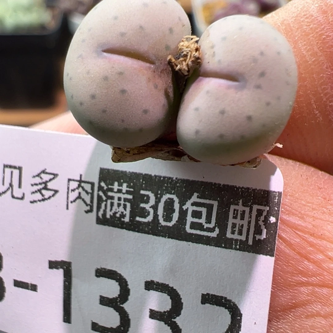 多肉植物1111111111111