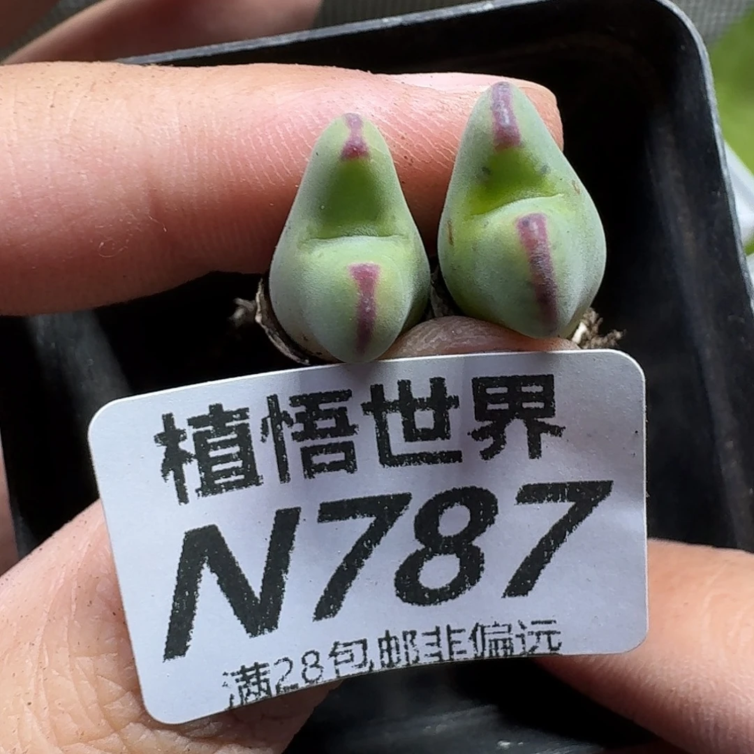 的植物的人生fhbnn