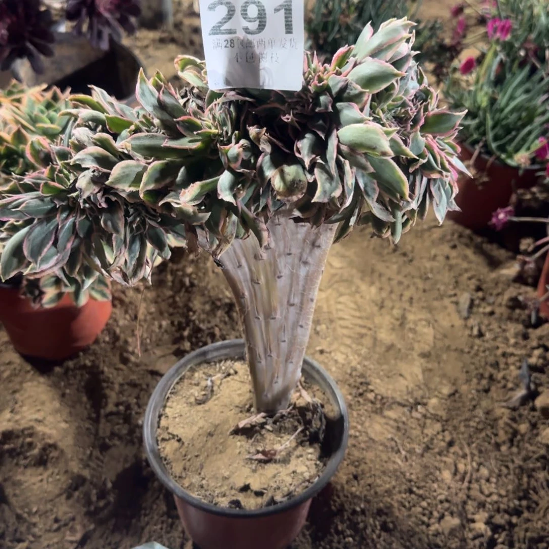 ?291号灿烂缀清棚不包损