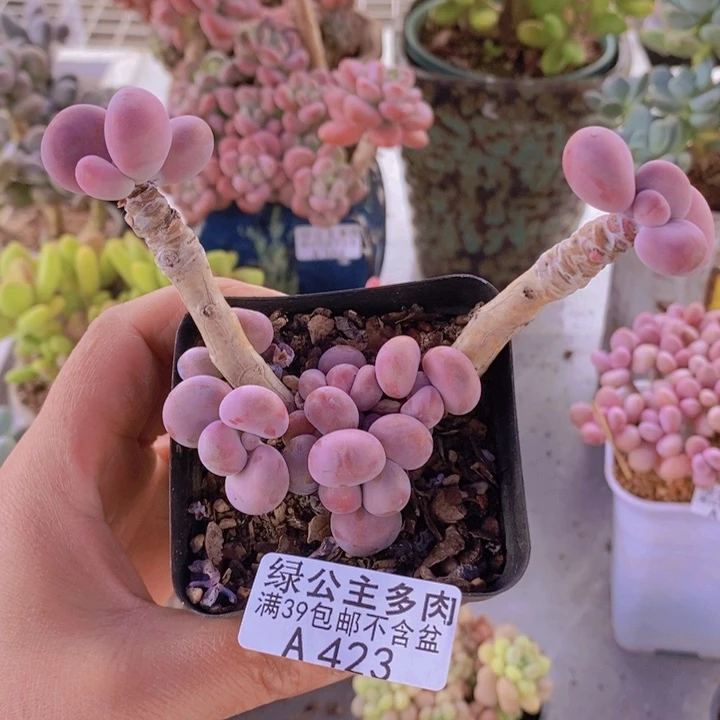腰子桃蛋老桩423多肉植物