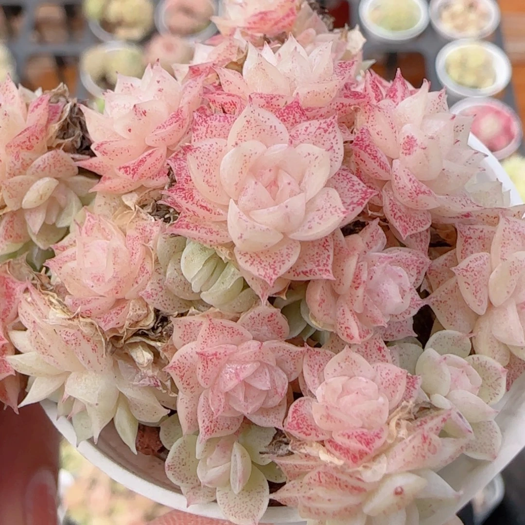 花语多肉1221-247散