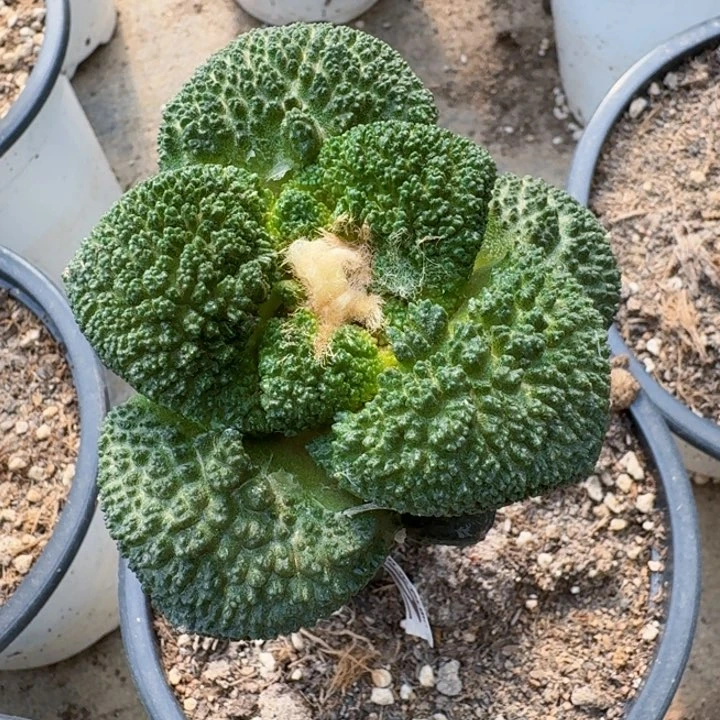 无花朵062细密大尤哥斯拉牡丹一号