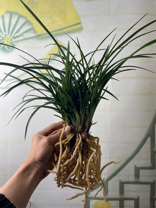 兰花矮种春兰细叶多苗