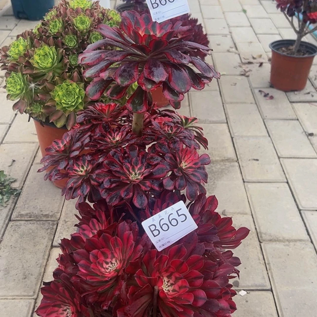 【闪购商品】地***豆666.665。