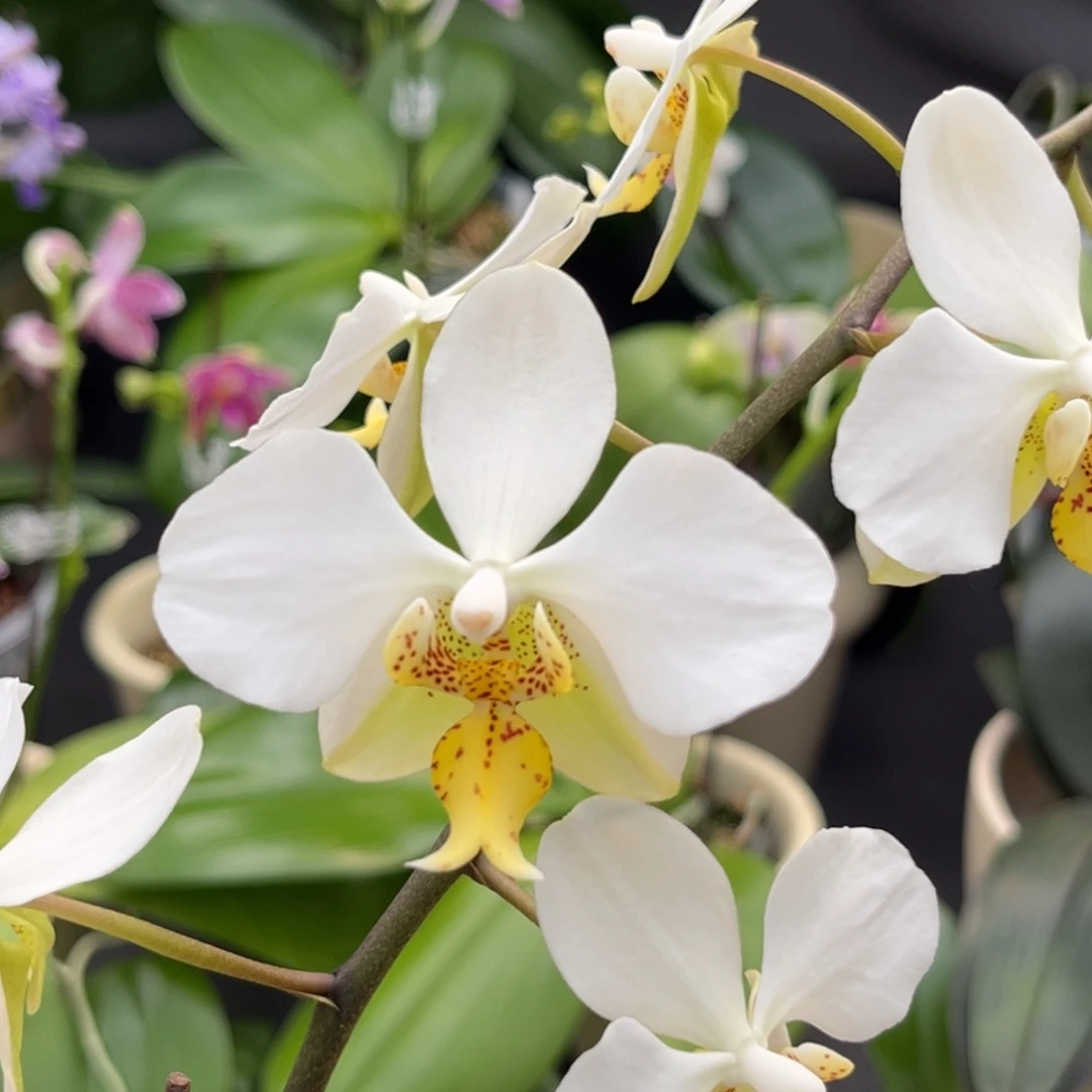 完全开放2.5寸1189开花株