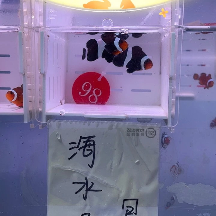 海水鱼精品奥黑一对