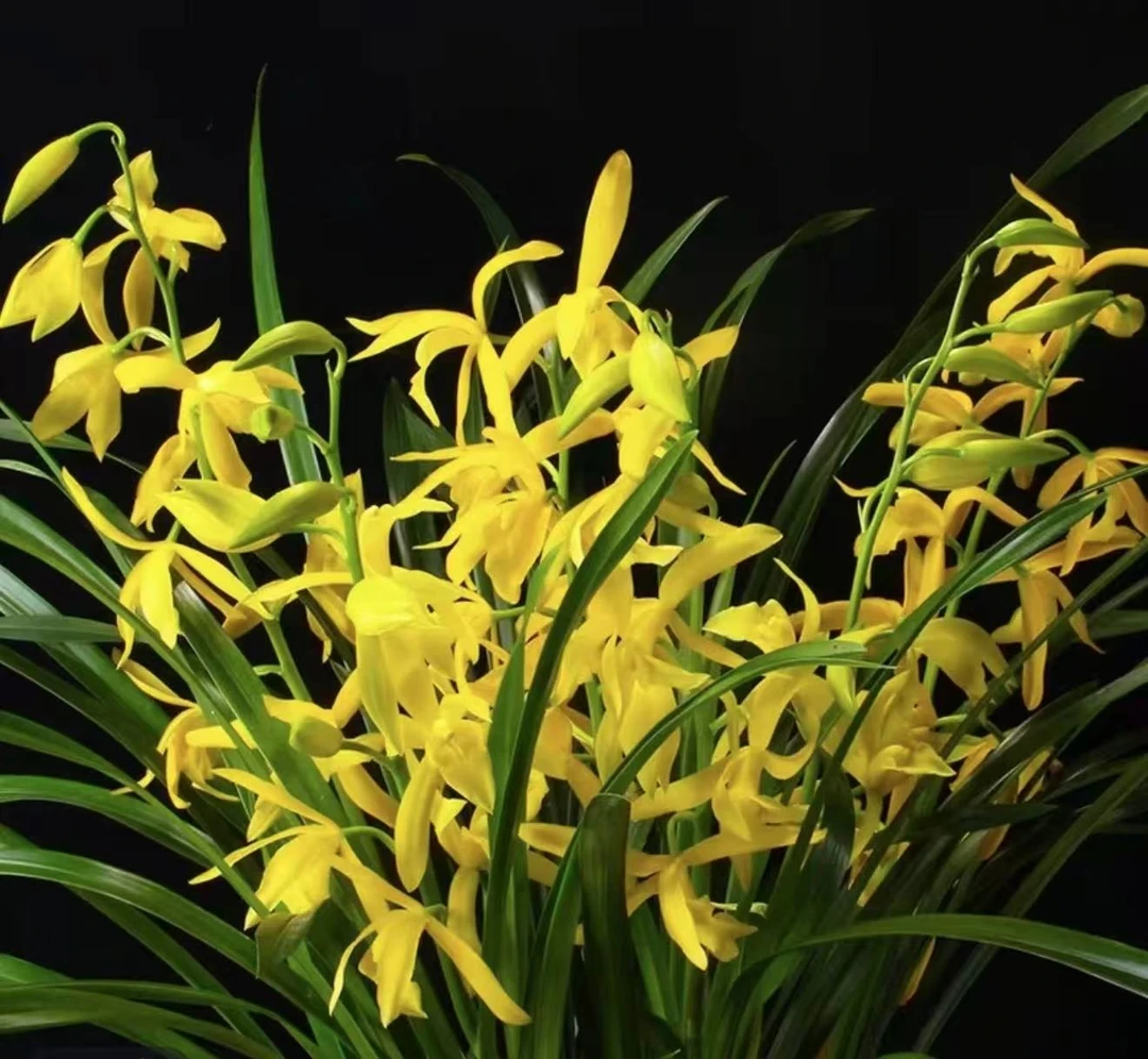 小神童四季兰盆栽室内绿植耐寒易活浓香花卉