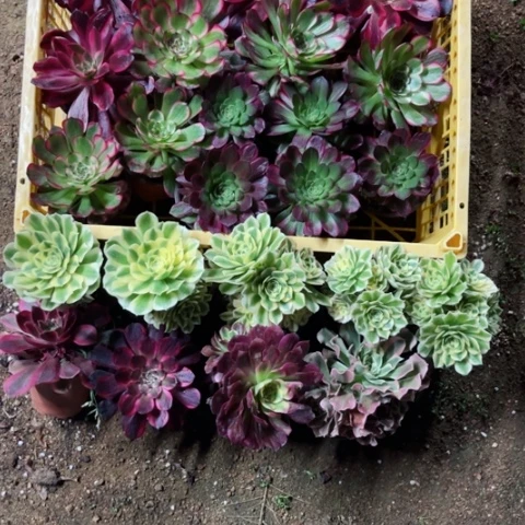 多肉植物小苗组合