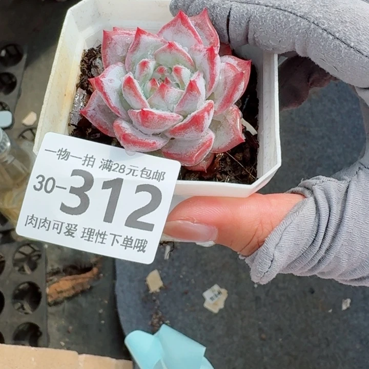 粉蓝鸟多肉多肉植物多肉多