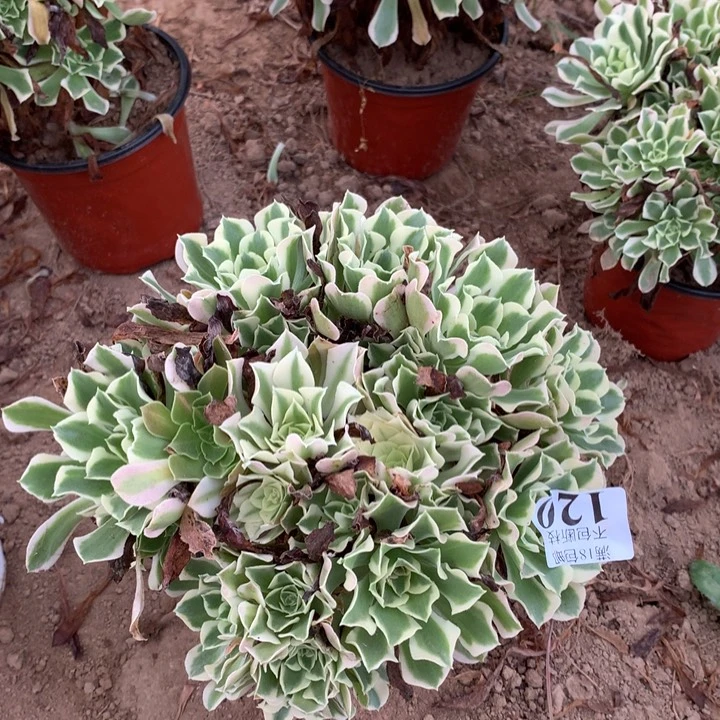 120白凤绣球4号棚