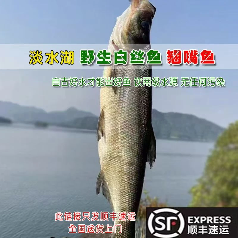 野生的翘嘴大白鱼
