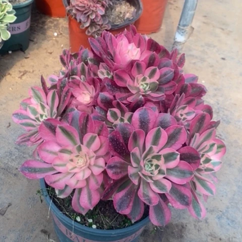 粉女巫多肉植物007