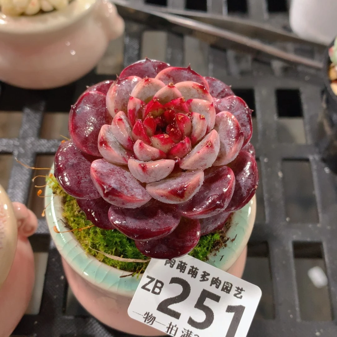 肉萌萌拇指盆精控多肉ZB251