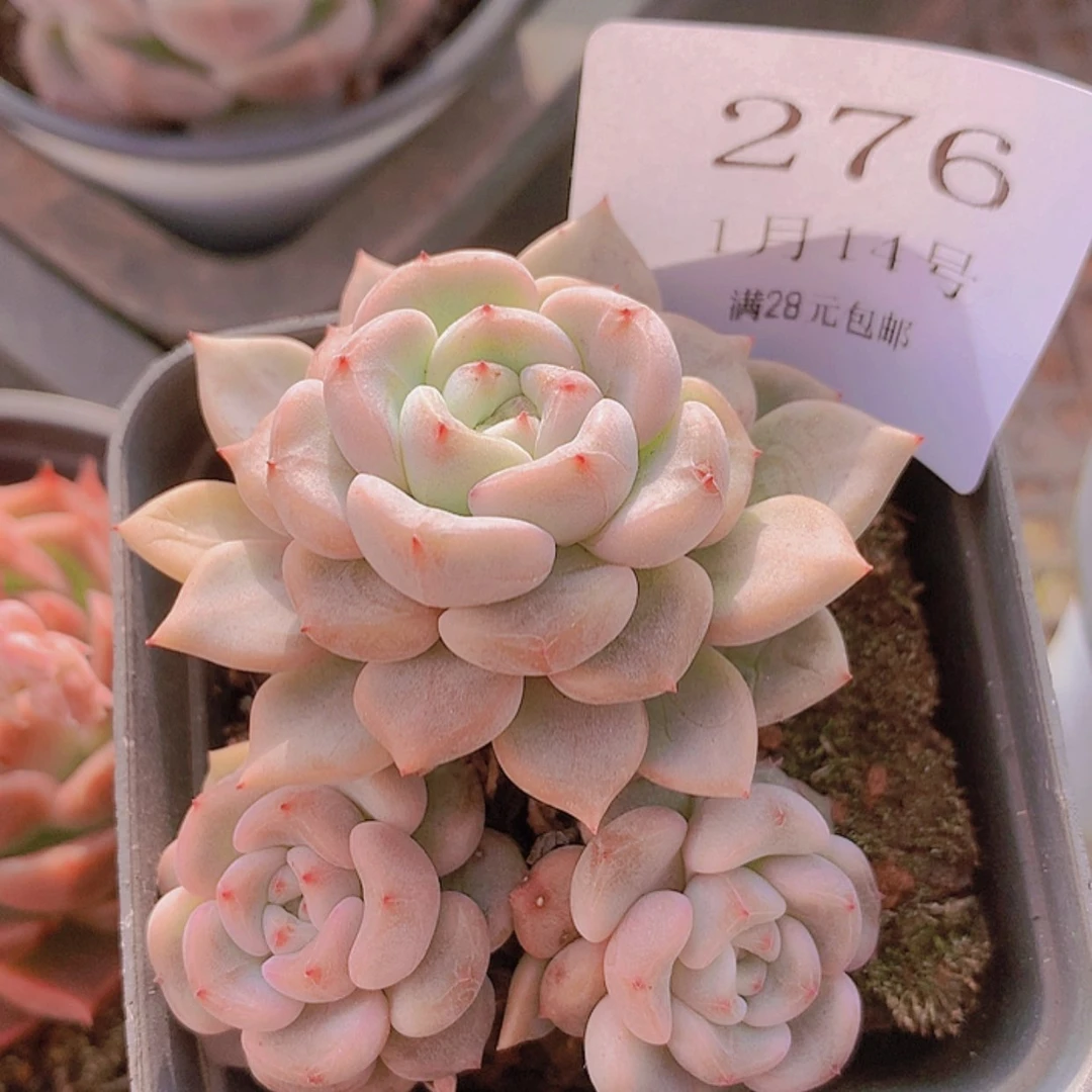 【闪购商品】云276