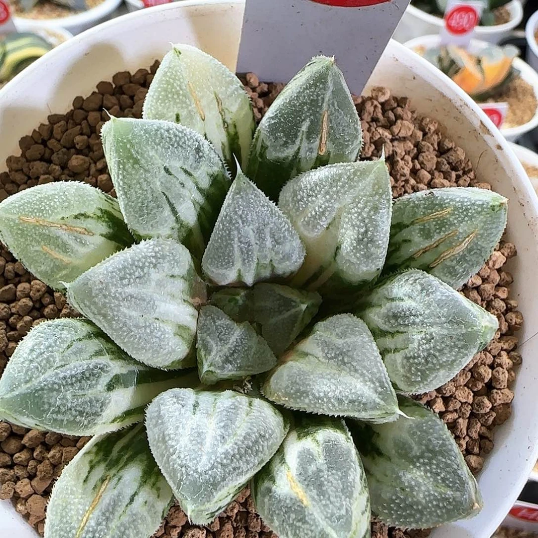 183号爱心寿锦一物一拍带盆土