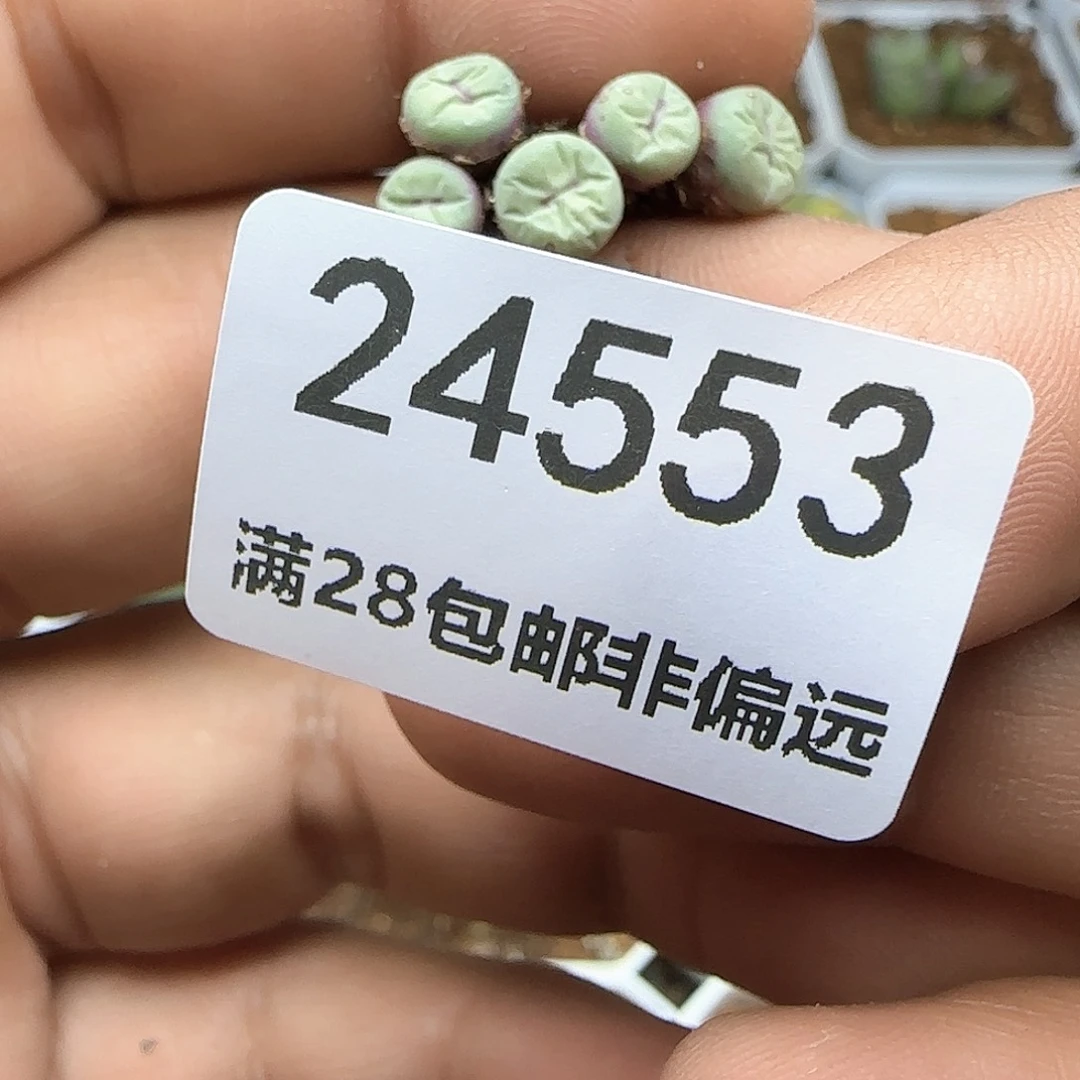西****猴脱土年后发货24553
