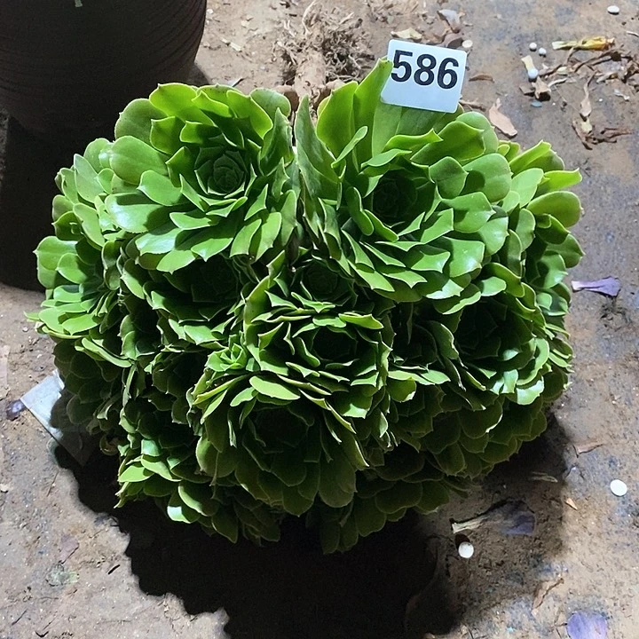 小****法师植物一物一拍586