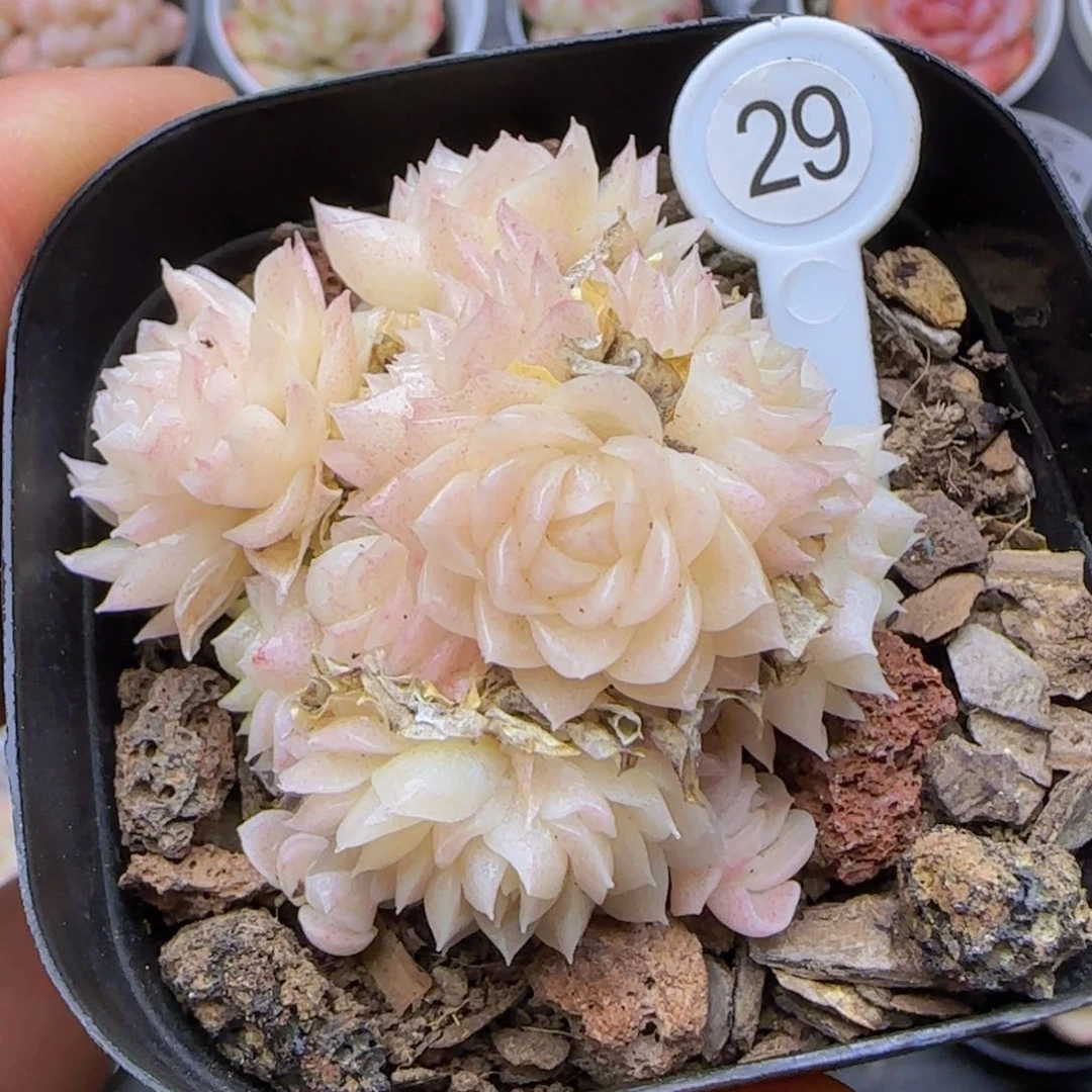 麦秆精控群一颗优选