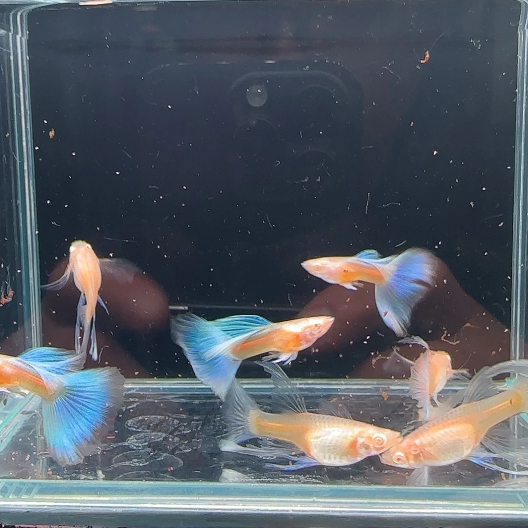孔雀鱼蓝白绣球3公4母