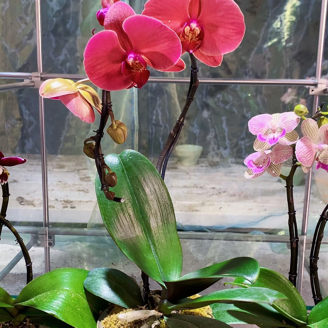 大量花朵（建议范围：8朵-15朵 或40%以上）16