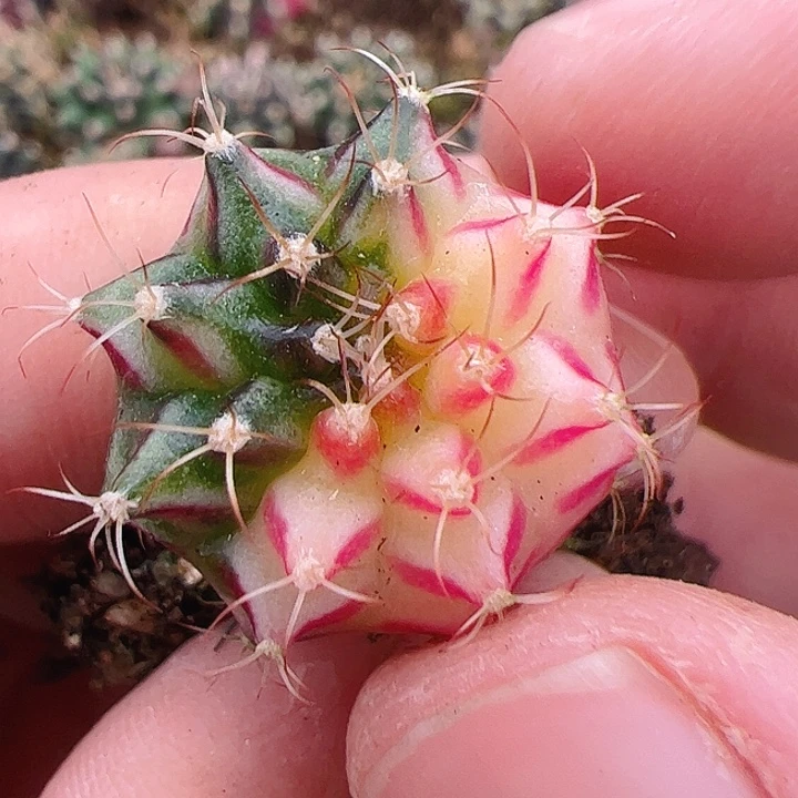 当前无花栽培后可以开花340
