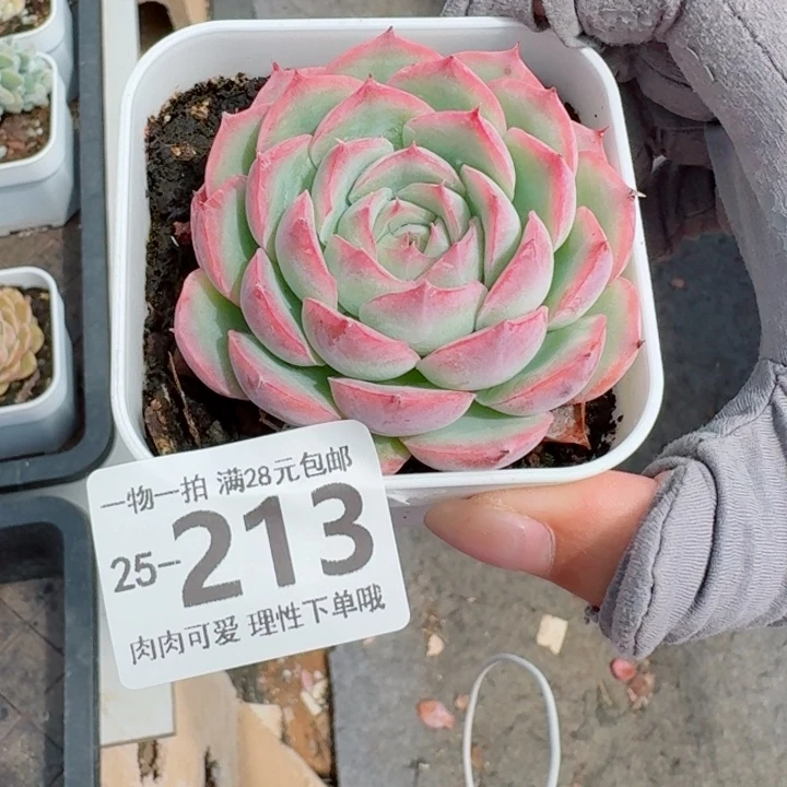 侧影无盆土无盆土发货