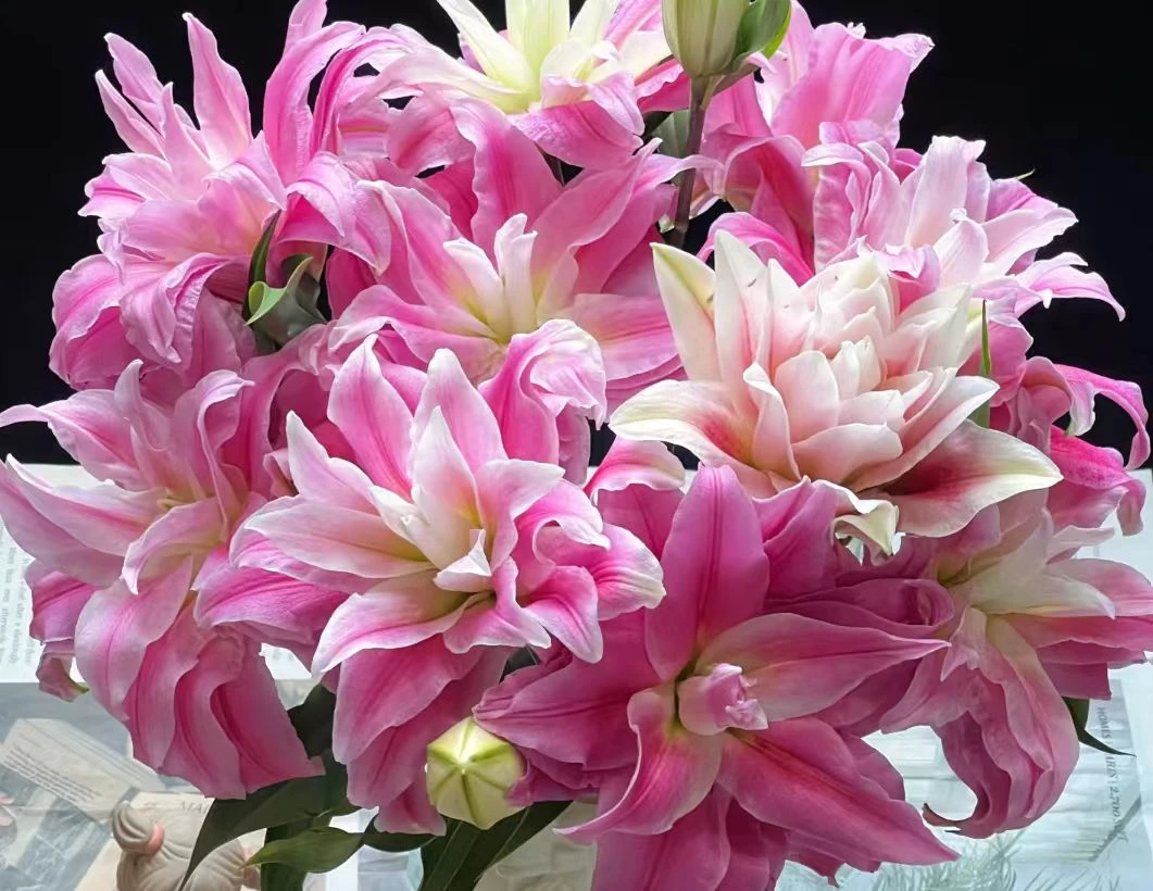 [小王]红丝带重瓣百合 --任意两单顺丰包邮