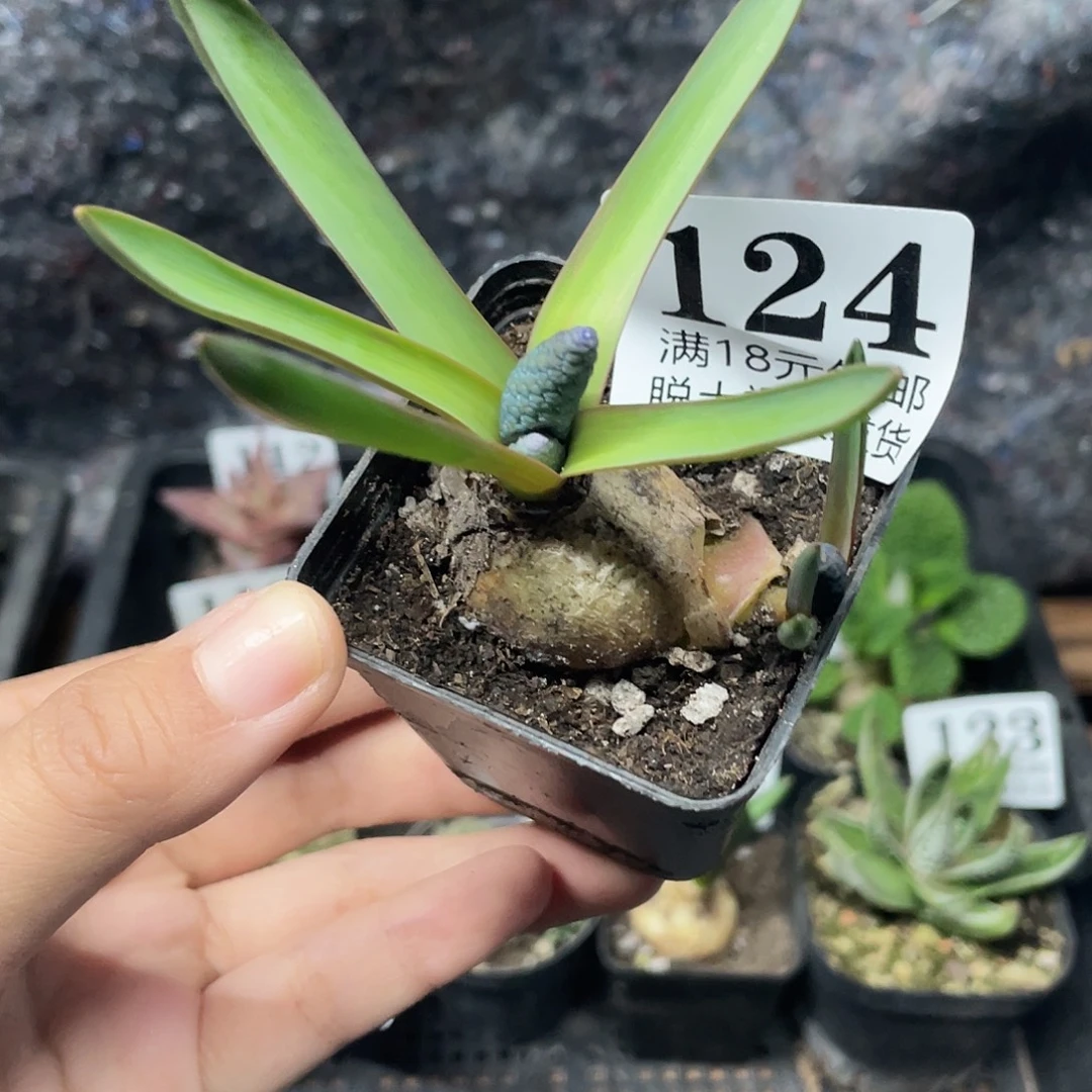 124葡萄风信子（满18元包邮）