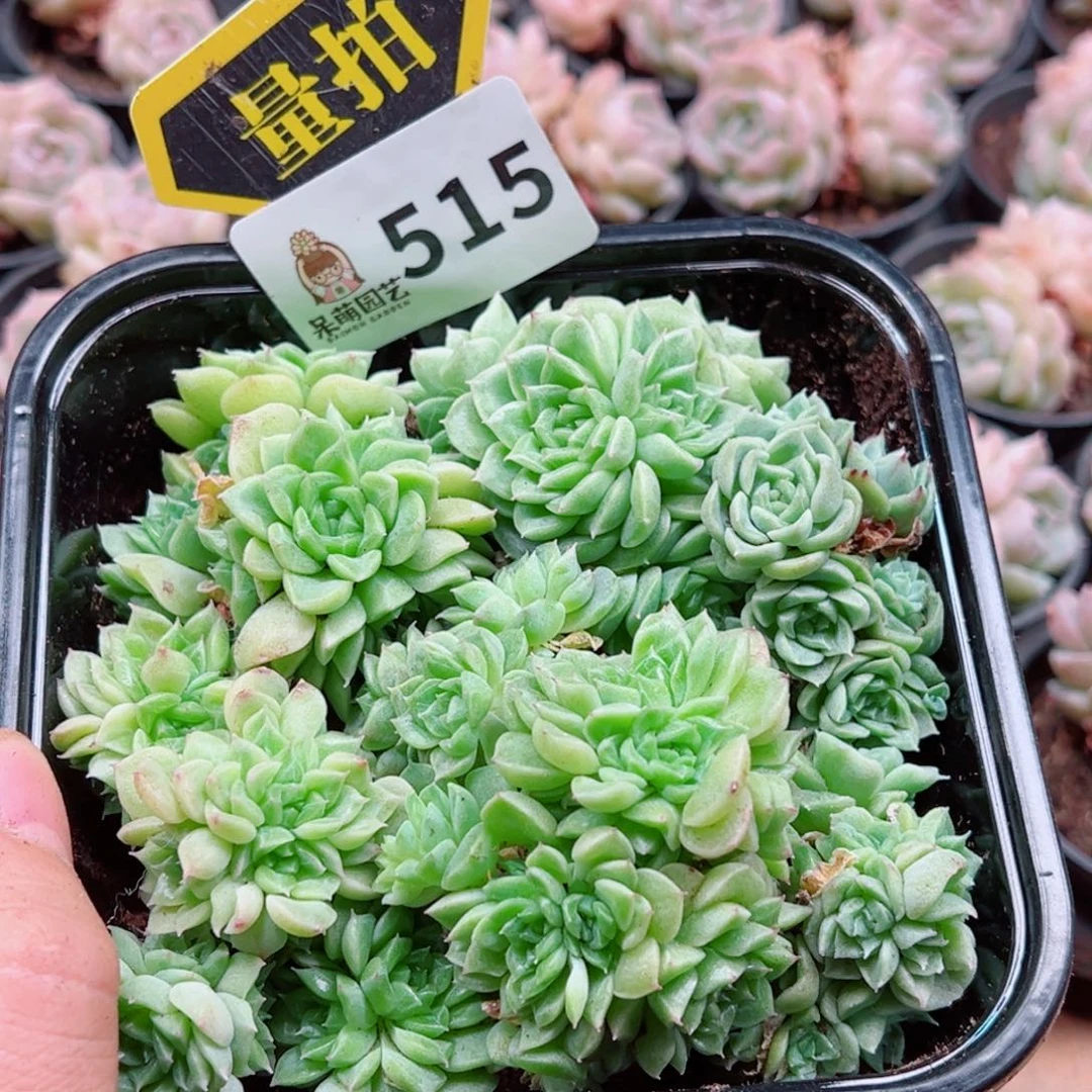 多肉植物多肉植物