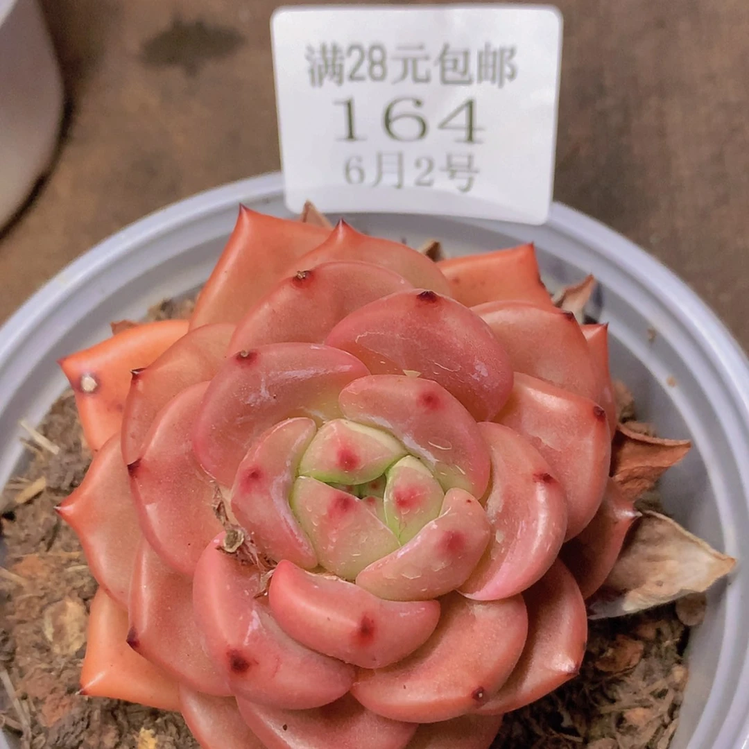 【闪购商品】云164号