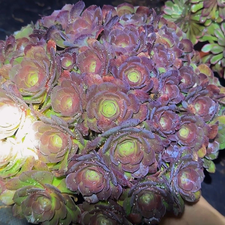 精品红心沙拉碗绣球三次掐心