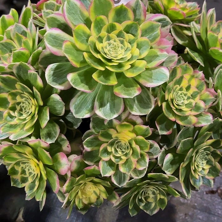 00000000000809玉芙蓉