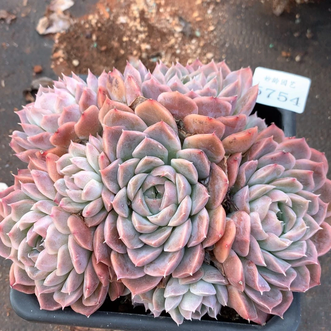 5747瑕疵不售后特价处理