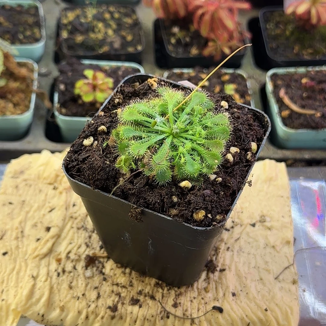 完全开放白绒毛茅膏菜