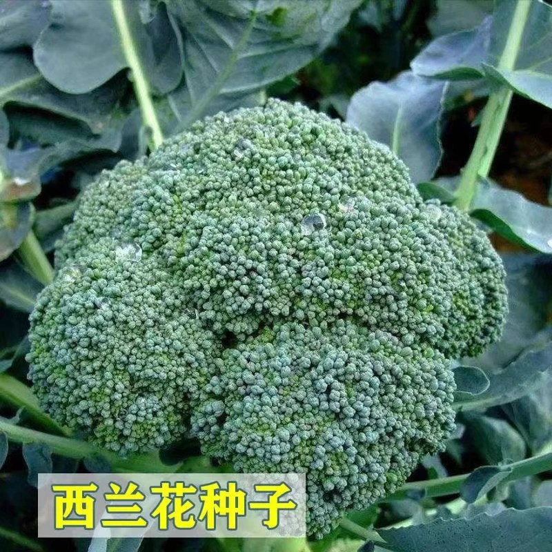 西兰花种子西蓝花籽青花椰菜花菜种子农家庭院易种植四季蔬菜种子