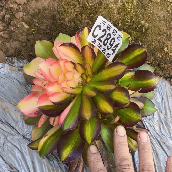 2894多肉植物流星雨法师