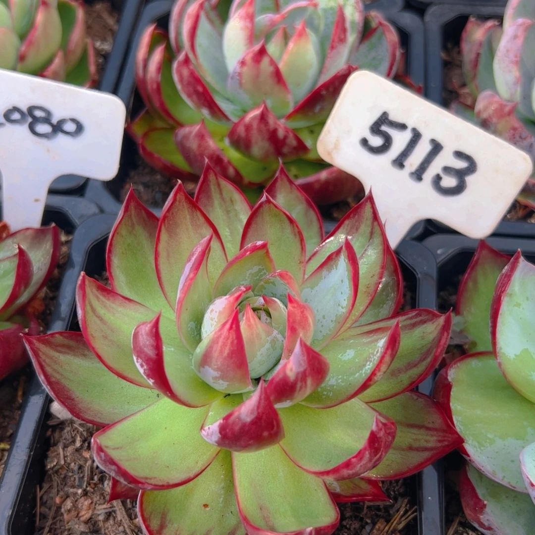 惊鸿仙子一物一拍5113号