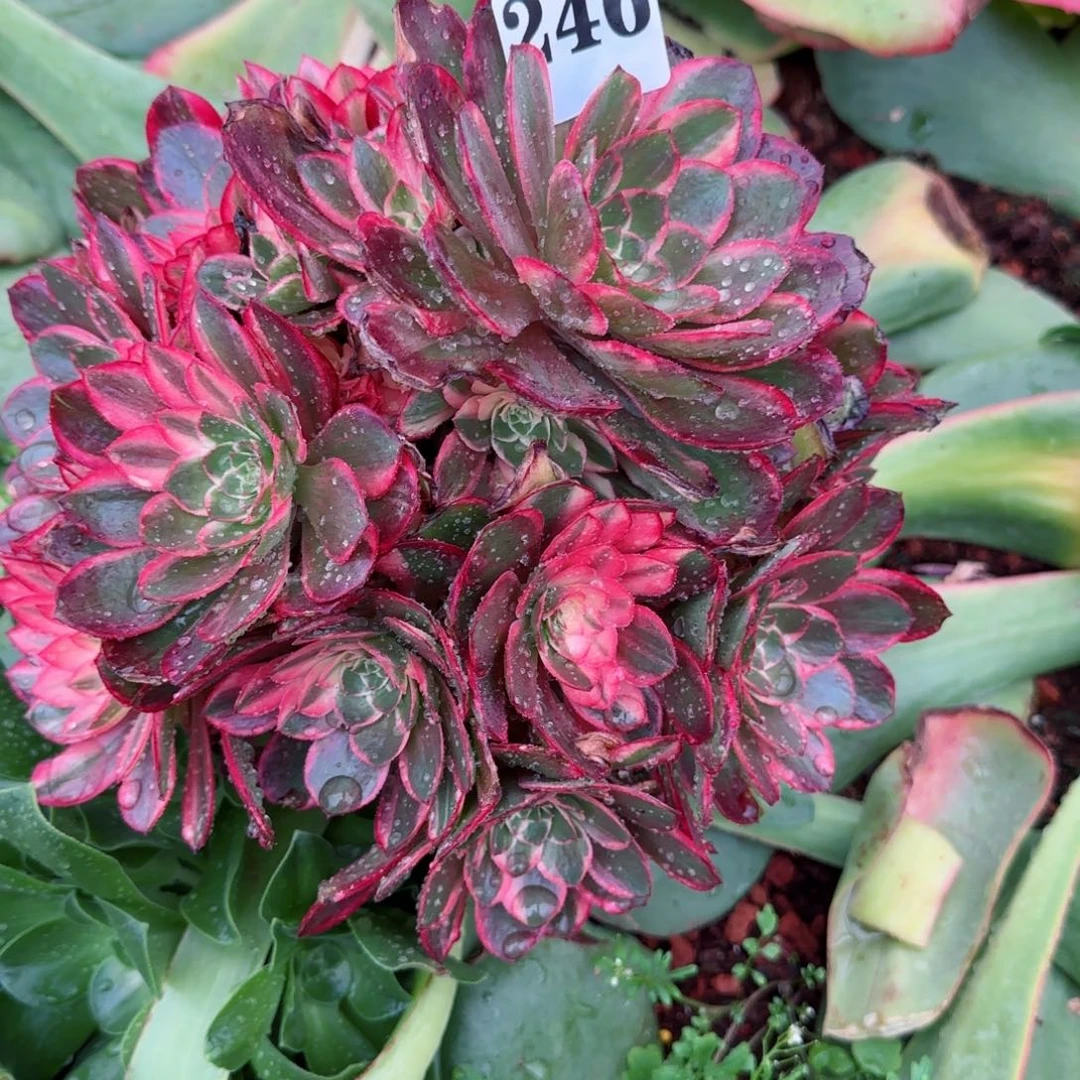 樱**子246黑魔锦实拍发货