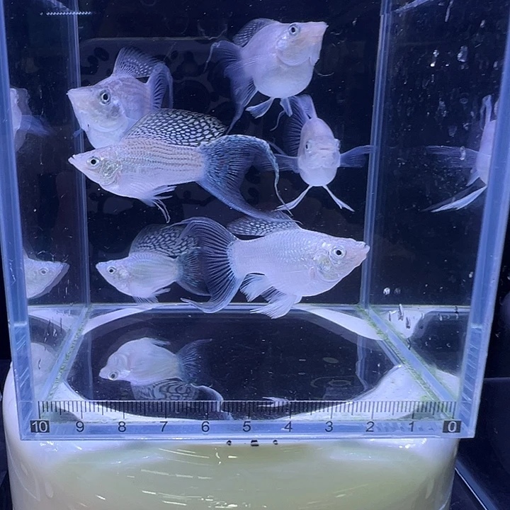 虎皮鱼白色玛丽球燕尾4条装