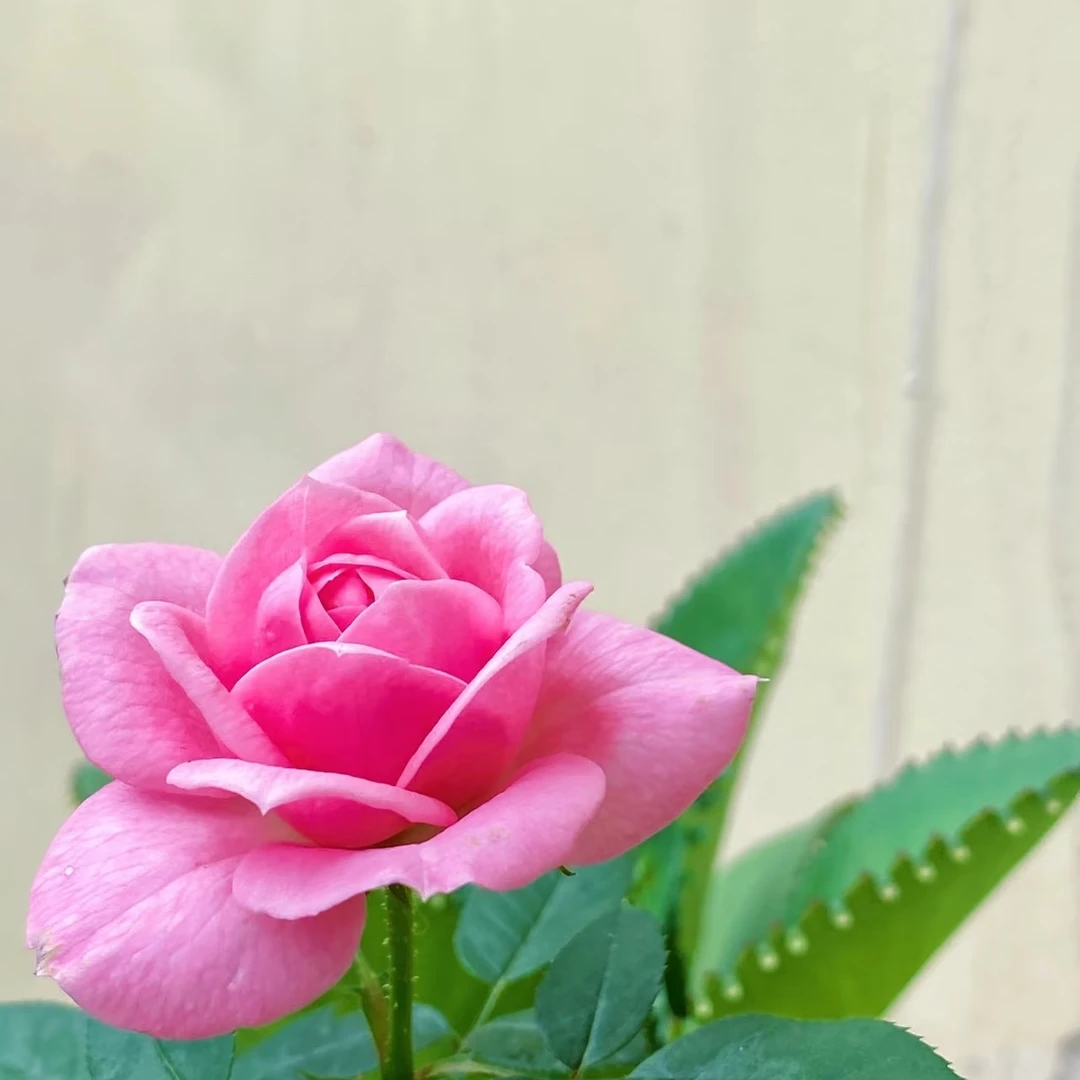 淑女月季淡香味中花带花带花苞状态盆栽地栽花期长