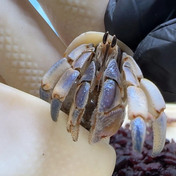 A27蓝白紫陆豆1.5cm口径