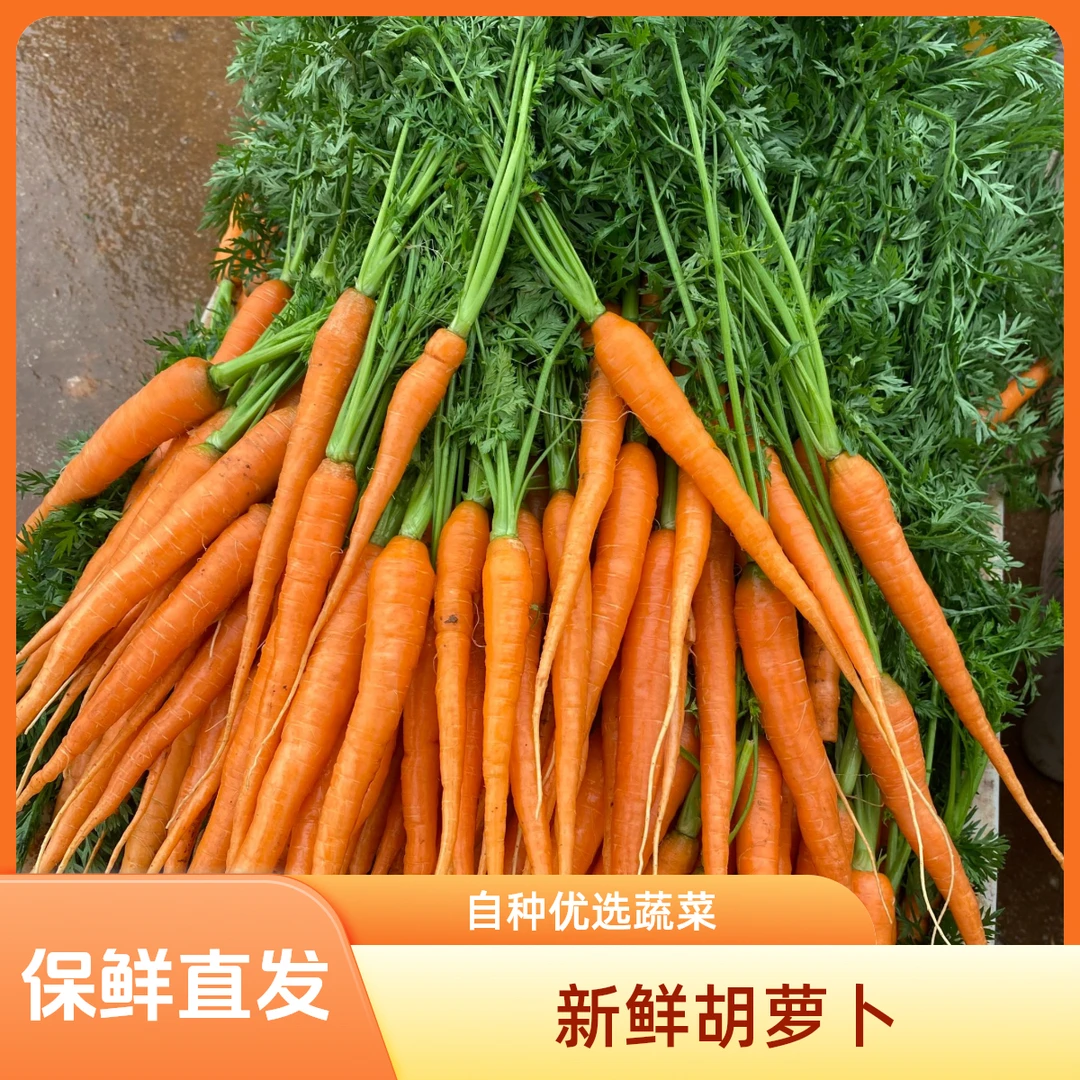 云南新鲜蔬菜手指胡萝卜迷你甜脆水果小胡萝卜缨子吮指胡萝卜