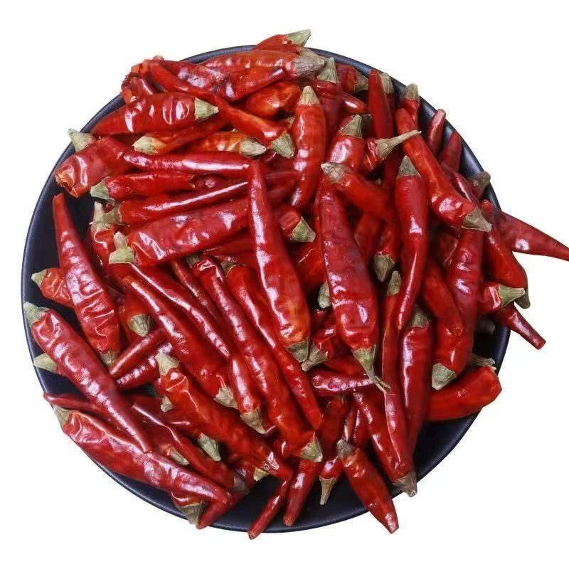 贵州满天星干辣椒又香又辣特香特辣香辣十足