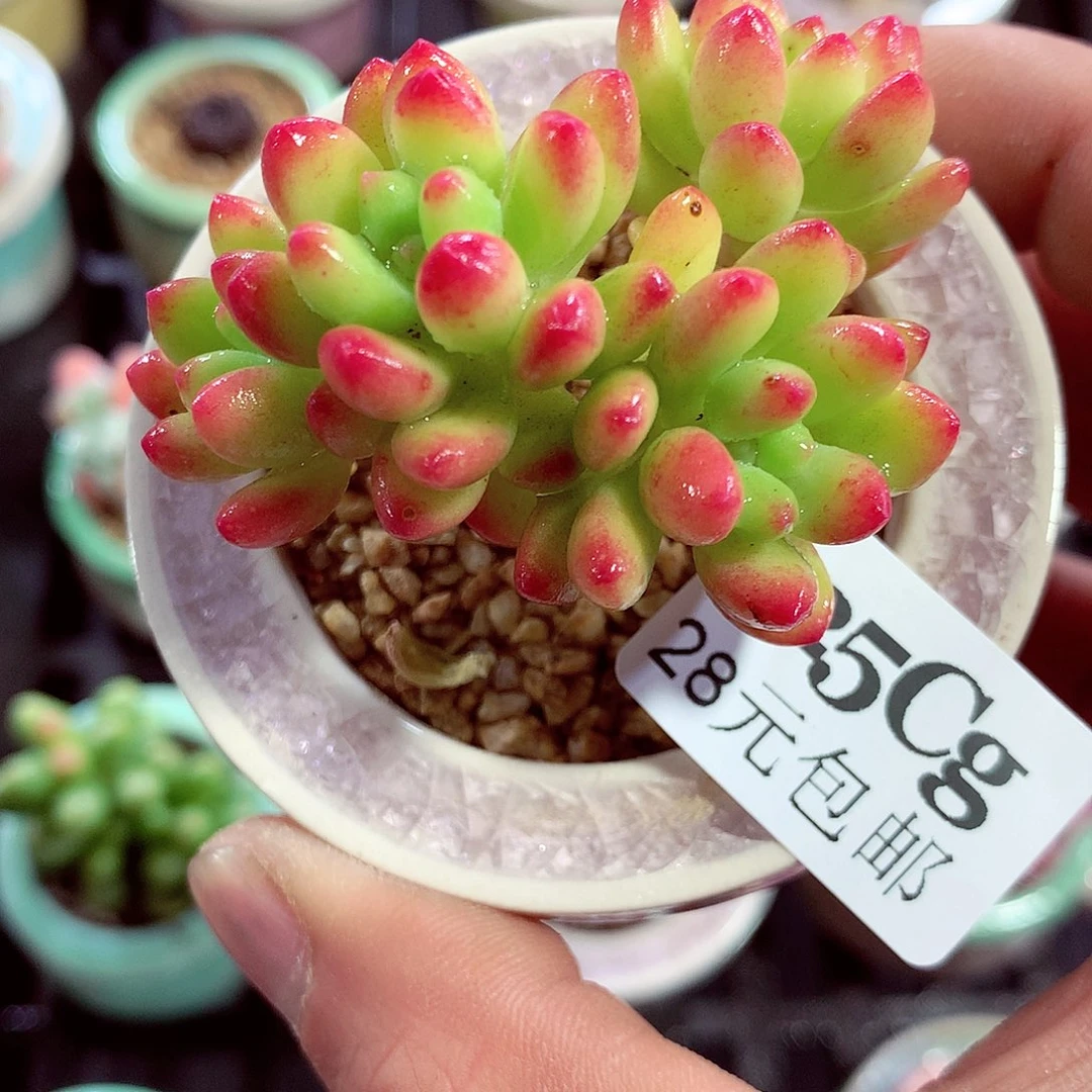 5厘米盆精控多肉425
