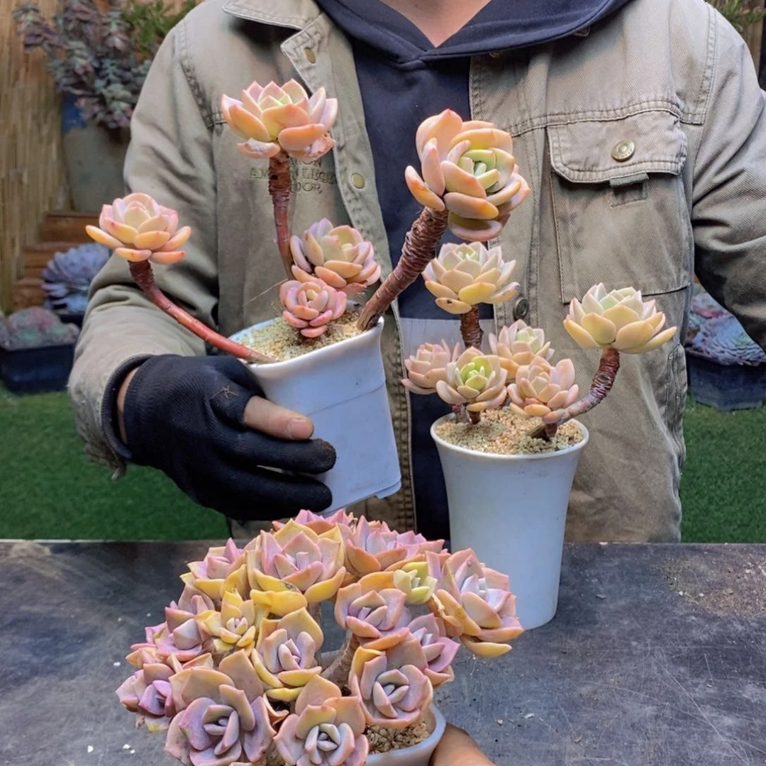 菩**后161号彩虹糖老桩